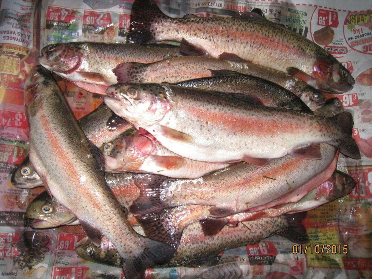 Florennes Gite Neuf 150 M2 Devant Un Grand Lac Prive De 2 Hectares Poissonneux Au Milieu Des Bois 외부 사진